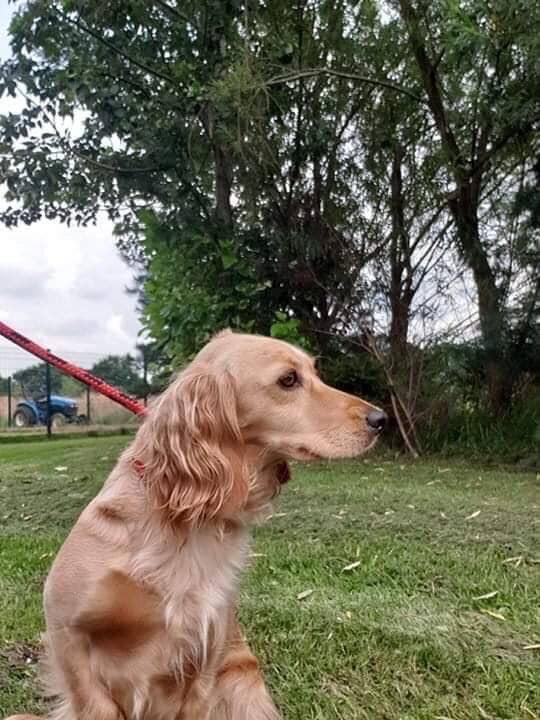 rosieDoc2's tweet photo. #FOUND already sent pictures to #AwolMillie & #beautifulAnna
JUST IN CASE 🤔 could be someone’s lost #Cockerspaniel GOLDEN
Picked up in #MarusBridge #Wigan Saturday 3/8/19 WHOS DOG IS THIS? Now in the care of #WiganCouncilStrayKennels
https://t.co/Y9O45u9zo2 https://t.co/WpF60kgWPH