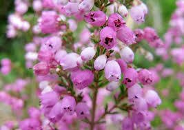 甲斐丈俊 エリカ全般の花言葉 孤独 寂しさ 博愛 良い言葉 西洋の花言葉 Heath エリカ全般 Solitude 孤独 花言葉の由来 花言葉の 孤独 寂しさ は 風の吹きすさぶ荒野に自生するエリカの姿からつけられました T Co