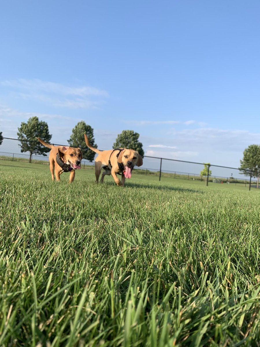 WollinMs's tweet photo. #DisforDogPark the dog park has been my most frequently visited spot this summer! #ParksideABCchallenge https://t.co/axqyG3JQ1b