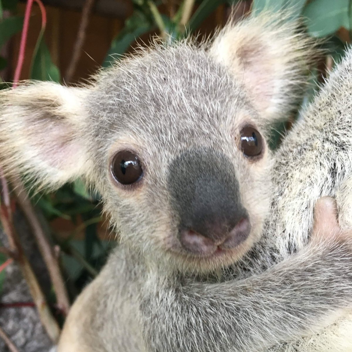 Australia's tweet photo. Meet Australia’s Cutest Koala Joey of the Year™:

Tallow from @paradisectry. 🐨👑

(via @destgc's #ParadiseCountry, @queensland) 
#seeaustralia #thisisqueensland https://t.co/p2VtaJVBNu