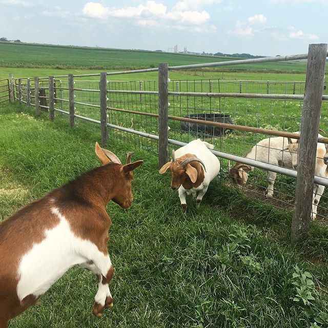 Molly_in_Iowa's tweet photo. Timmy thinks hes going to show a thing or two to Grandma Boer, the new goat in the pen that’s at least twice his size. Timmy is very wrong. #nicetrykid #TimmyGoat #goats #goatslife https://t.co/OXtJGvTVJe https://t.co/l4Qw1102oT