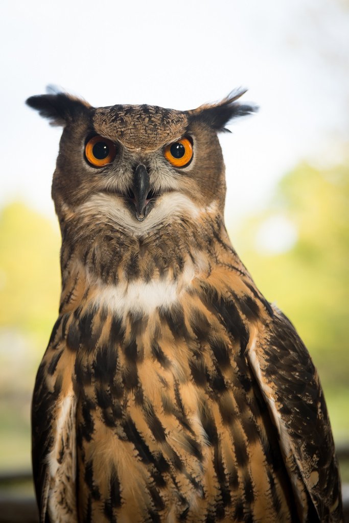 CincinnatiZoo's tweet photo. Happy #OwlAwarenessDay! 🦉 With wings that can span up to six feet, the Eurasian eagle owl is one of the largest owls in the world! https://t.co/Dm1Z0fbMrp
