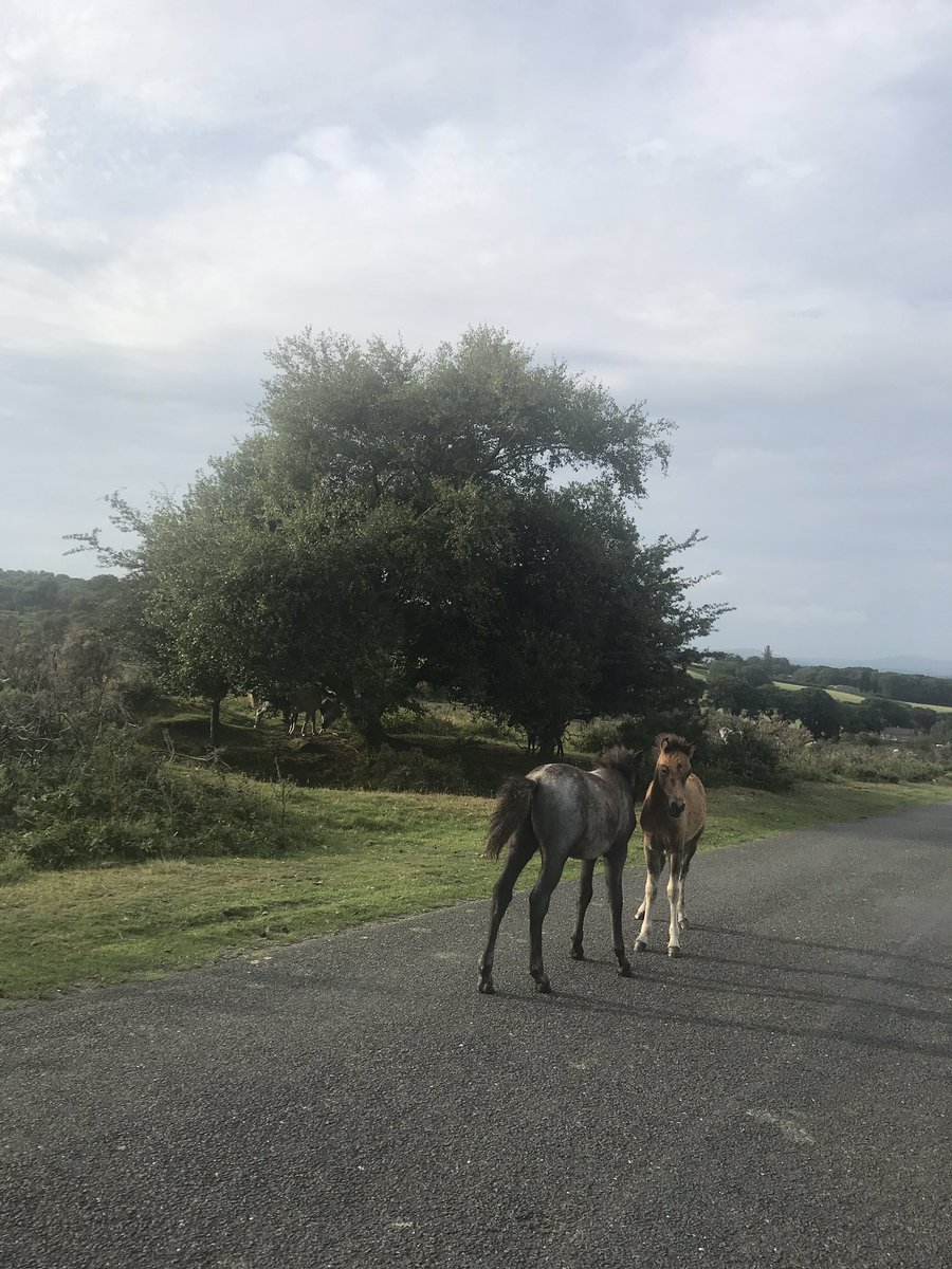 #clearbrook #devon shite place to live...  #dartmoor #babies #pony #DartmoorPony  #driveslow