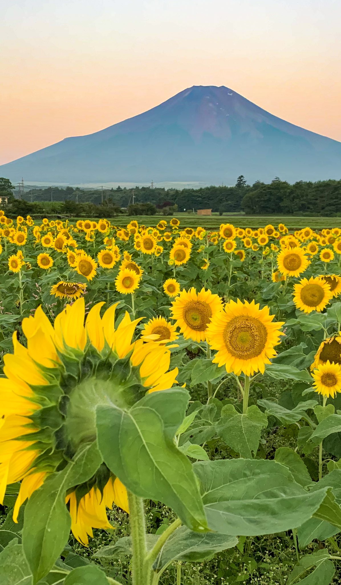 Take ひまわり畑 縦位置 壁紙にどうぞ