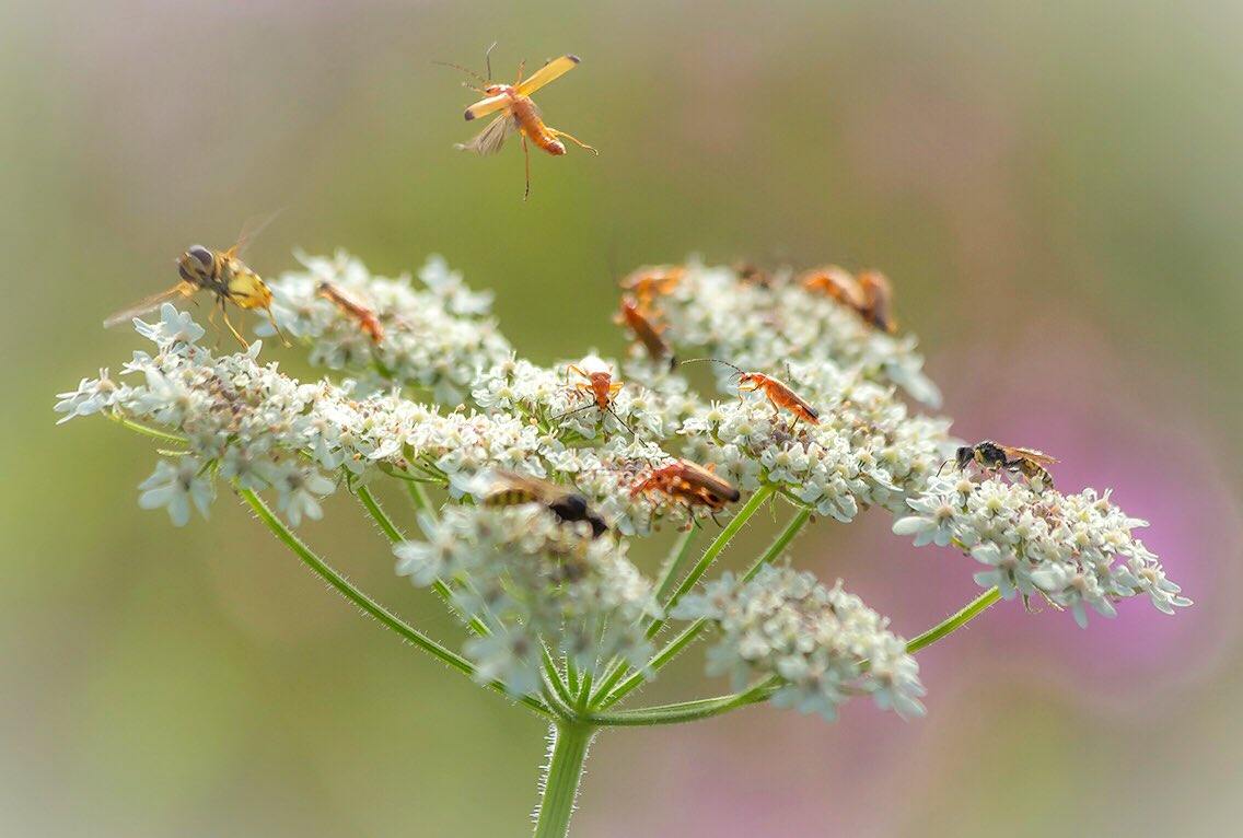 wildlondonpics's tweet photo. Soldiers massing on the Common! No need 2panic though, as just red ones &my entry 4this week’s #wexmondays #fsprintmonday #sharemondays2019 sadly not been out as much as I’d like as Josie’s not been well, have a good week everyone #bansteadcommon @reigatebanstead @timeandleisure https://t.co/CySBANCicm