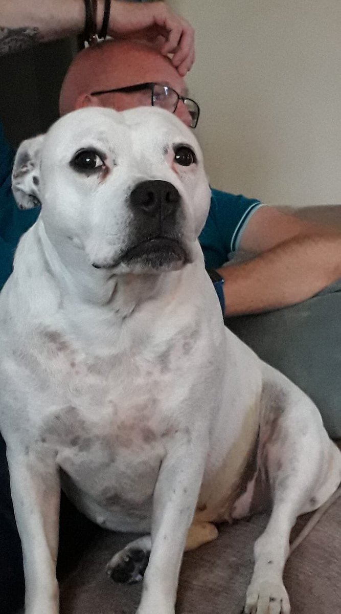 BorderlandCally's tweet photo. @FOSTERFIRST1 are still trying to help Rosie find a #longtermfoster in the #Nottinghamshire area as her Dad has stage 4 lung cancer. Mum is upset at leaving her for far too long. Contact @FOSTERFIRST1 if you can help this family #URGENTFOSTERNEEDED #TeamZay
@JerryGreenDogs https://t.co/IJwusiDyT9