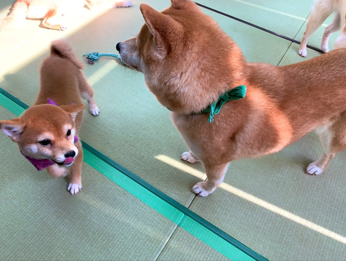 小豆柴の郷 秋葉原 En Twitter 本日もam11 00オープンです 可愛い小豆芝犬たちと一緒に 皆様のご来店お待ちしてます 小豆柴の郷は 豆柴カフェ ではありません 豆柴より小さい世界最小の柴犬小豆柴とも触れ合える あずき柴カフェ です 小豆柴の郷 ドッグ