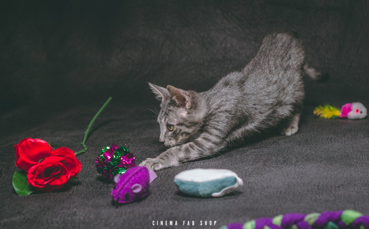2cutekitten's tweet photo. Turbo is playful and loving and looking for a home. He is available through our rescue. #SundayFunday #kittensatplay #kittensoftwitter #imperialcounty #soadorable #sundaymood #sundayvibes #AdoptDontShop https://t.co/ygshYumPSC