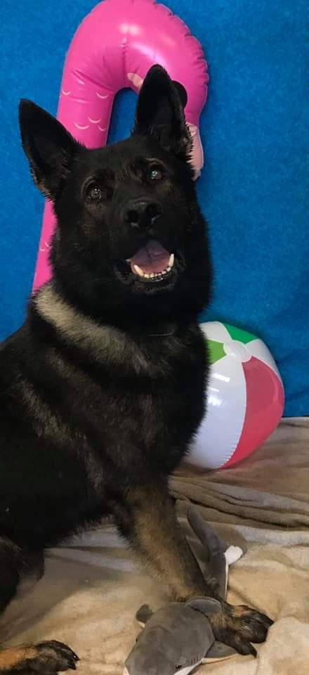 Thank you <a href="/SpaSassys/">SassysSpa</a> for getting #K9Stark and #K9Athos in for some pampering before the event we attended last night. 

They always treat us so good there!! We love them!