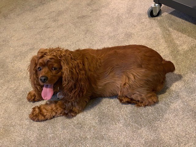 littlepenny2015's tweet photo. Mom's home! Mom's home! 

#cockapoo #doodledogs #dogsoftwitter #doglife #dogs
#doglover #dogmoms #dogparents #cockapoo #cute
#658create #goodgirl #momshome https://t.co/0Ao416DkG1