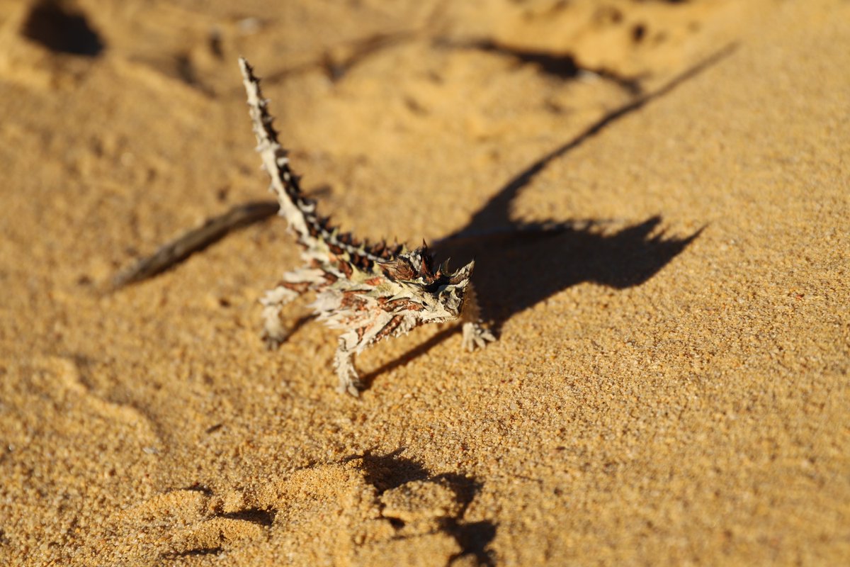 TERN_Aus's tweet photo. The TERN field team is just back from #WA! More #environment monitoring plots established, #soil &amp; #plant data &amp; samples collected, partnerships strengthened &amp; gaps in the TERN national ecosystem observatory filled. More to come... #NCRISimpact https://t.co/vfRxAvJ11a