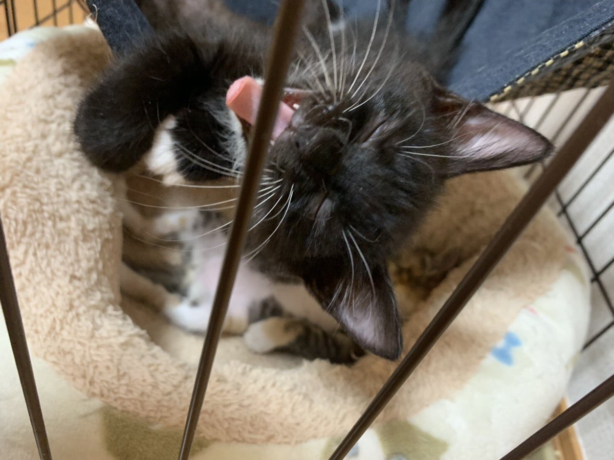 ごえん Goens うにゃにゃ Ps Ps なんちゅう 顔 Goens 千葉県 保護猫 猫 ボランティア 千葉市 子猫 多頭飼育崩壊 社会福祉 譲渡会 動物愛護団体 シンポジウム 殺処分ゼロ Sippo Yahoo 猫びより 猫助け T Co Ssthhgiyds