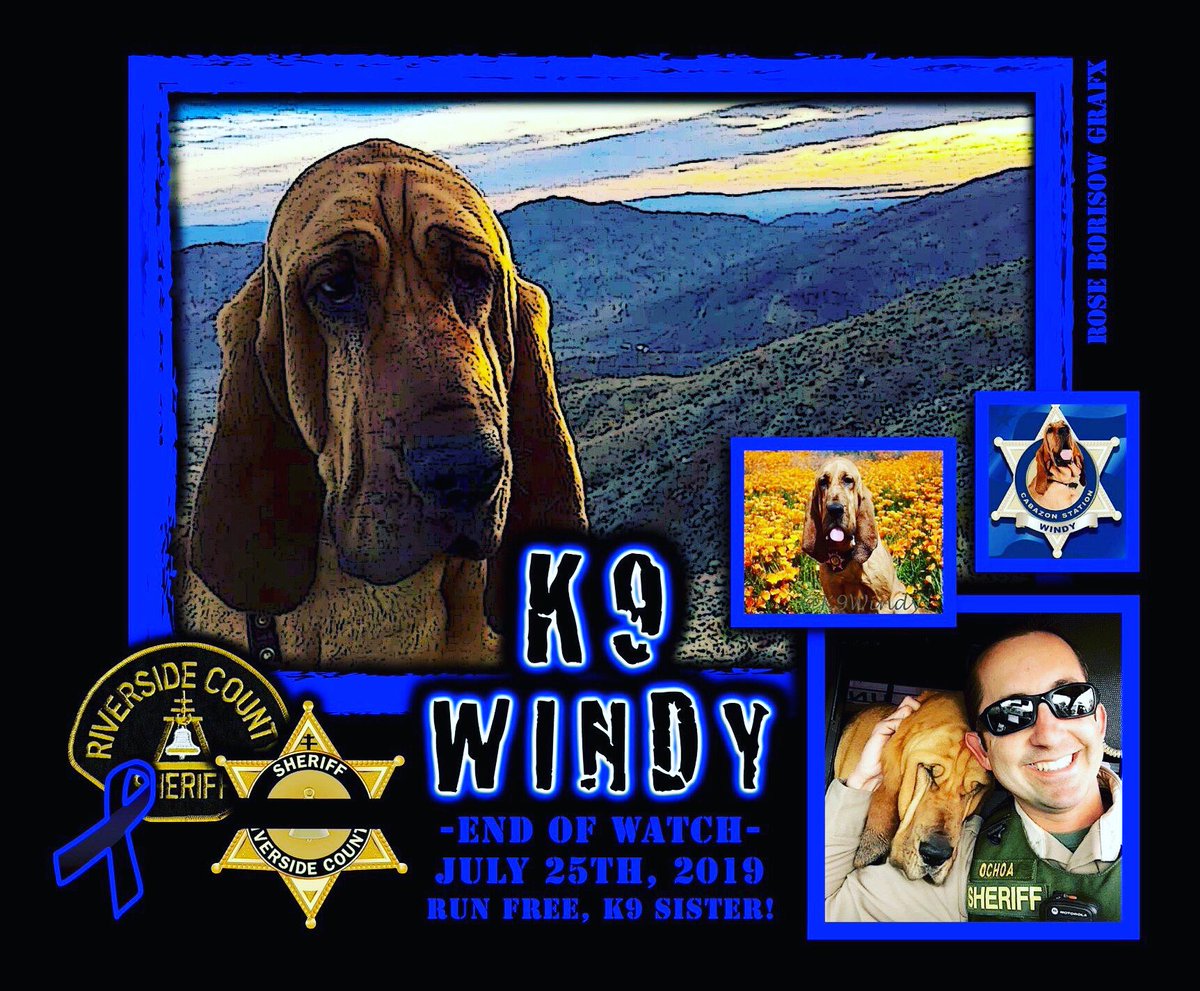 protectingblue's tweet photo. RIP. K9 Windy died after contracting Valley Fever from  fungal spores while handling a tracking call in the desert.  #rip #hero #endofwatch #K9Windy #RiversideCountySheriffsDepartment #LawEnforcement #ThinBlueLine #k9 #becarefuloutthere https://t.co/8OkAfNqrdk