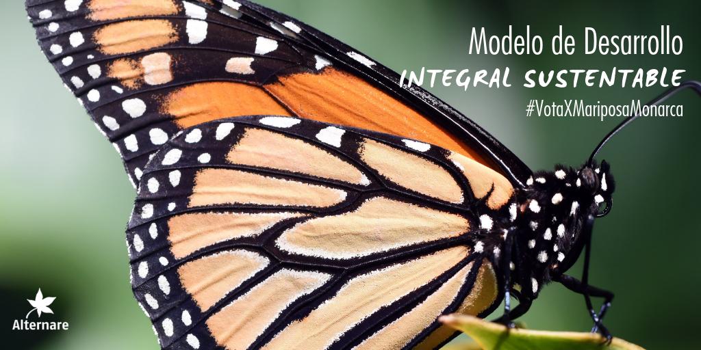 AlternareAC's tweet photo. Trabajamos con un #ModeloIntegral de #desarrollosustentable para mejorar el nivel de vida al conservar y recuperar los #recursosnaturales. Forma parte del cambio y vota #MariposaMonarca aquí: https://t.co/neTQXa8fgB https://t.co/3jp1TH7WqA