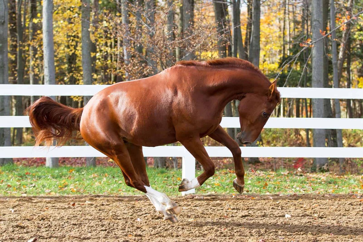 HorseLoversMath's tweet photo. Owners often supplement their horses’ diets with high-starch cereal grains to meet their nutrient and caloric requirements. Study results have shown that starch can make #horses more reactive. Why? https://t.co/oLVJKEc8Bo #equinediet #equinefeed #equinenutrition #horsehour https://t.co/OlqaPxnd1K
