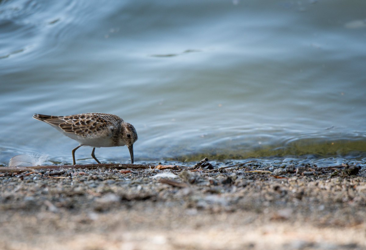 Hannah_Rowsell's tweet photo. Saw the most tiny little wader on the lost lagoon today - am I right in thinking it's a Least Sandpiper @StanleyParkEco ?? #lostlagoon #vancouverwildlife #wildvan #birding #stanleypark #birdsinvancouver https://t.co/q4HdvG4cKS