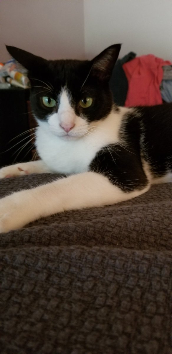 chronic_mom's tweet photo. #bookitty https://t.co/ZZvOm68BRe