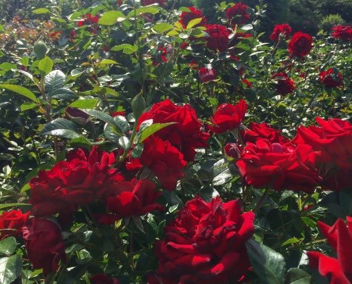 WThreadx's tweet image. Bien vivre le célibat 🧚🏻‍♀️