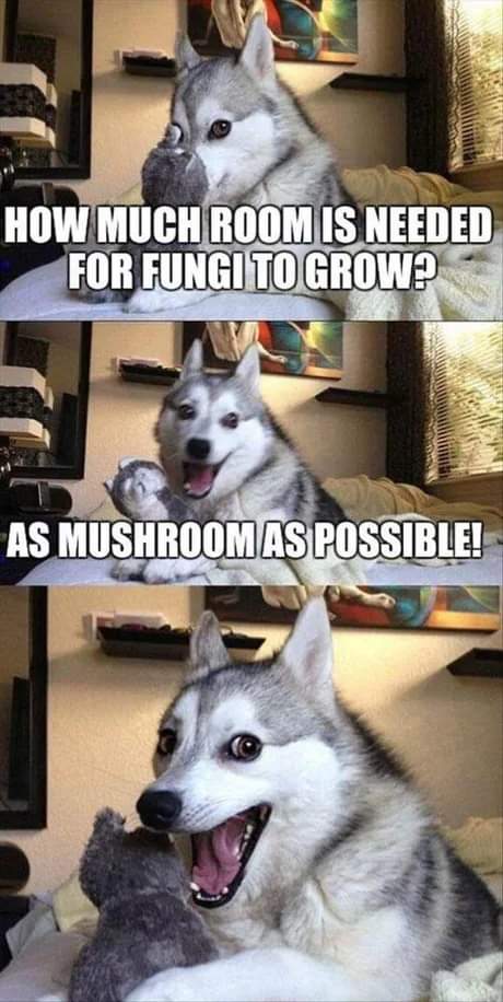 luisfran09's tweet photo. MΓ‘s #FungiMemes https://t.co/wSilx9jZpB