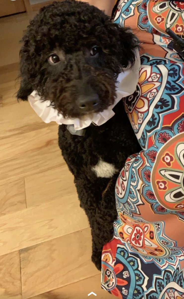 BethGruber13's tweet photo. #barkboxday https://t.co/SaOBrCCGnh