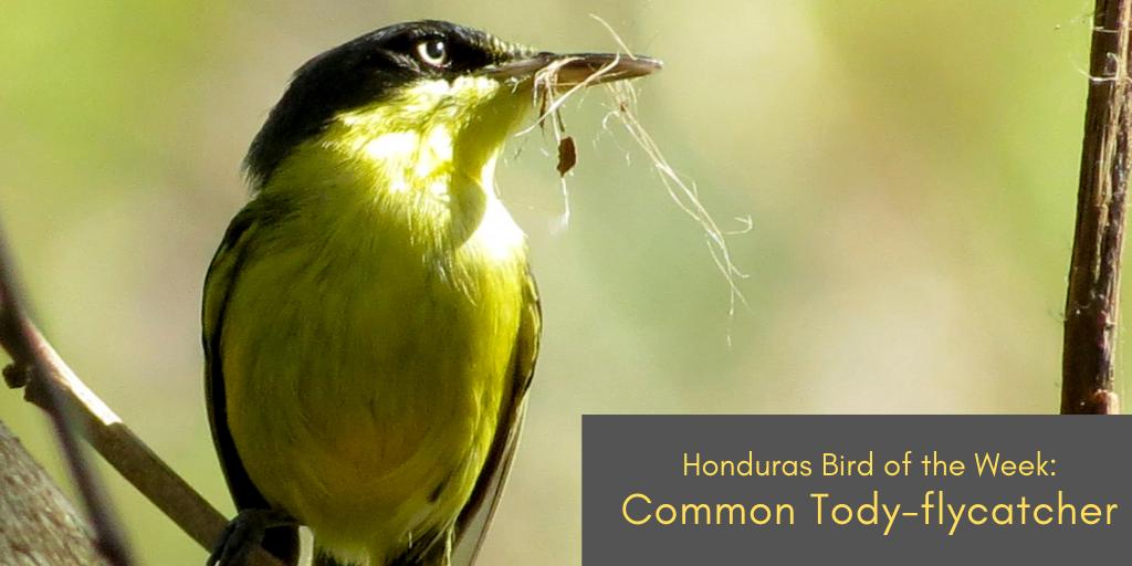 Honduras Bird of the Week: Common Tody-flycatcher carrying nesting material #Honduras #birds #choosehonduras #birding #birdwatching #birdoftheday #birdoftheweek #BringBirdsBack <a href="/marcaHONDURAS/">Marca País Honduras</a>