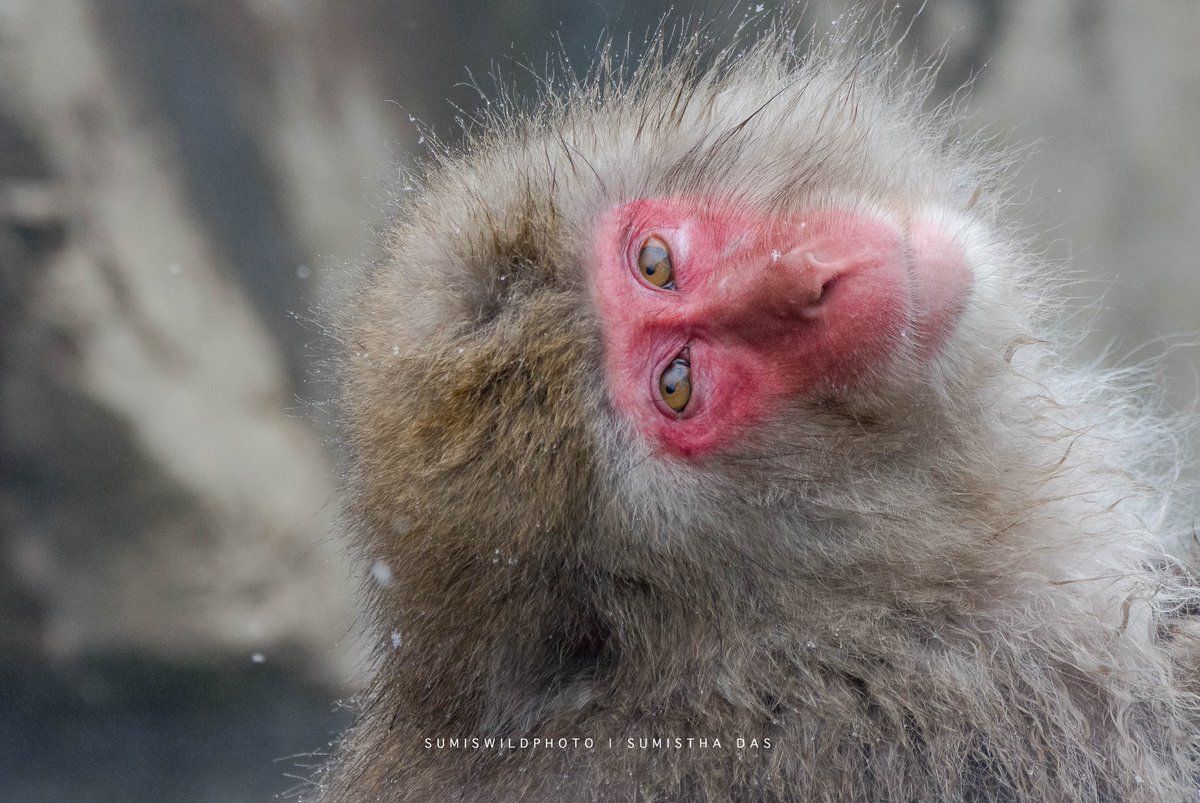 budagu1817's tweet photo. Do not worry that your life is turning upside down. How do you know that the side you are used to is better than the one to come? ~ Rumi #poem #rumi #japan #macaque #picoftheday #natgeo #NatGeoWild #YourShot #travel #upsidedown https://t.co/6sSUPq7kBN