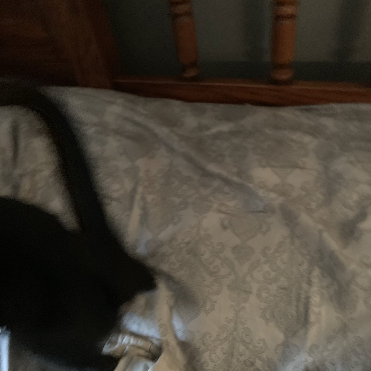 nolefteye's tweet photo. ha.llo thes is, my twitre ande my .mombe calles me “Salem “ I do NOTE pose fore picktures https://t.co/02PChA1Hps