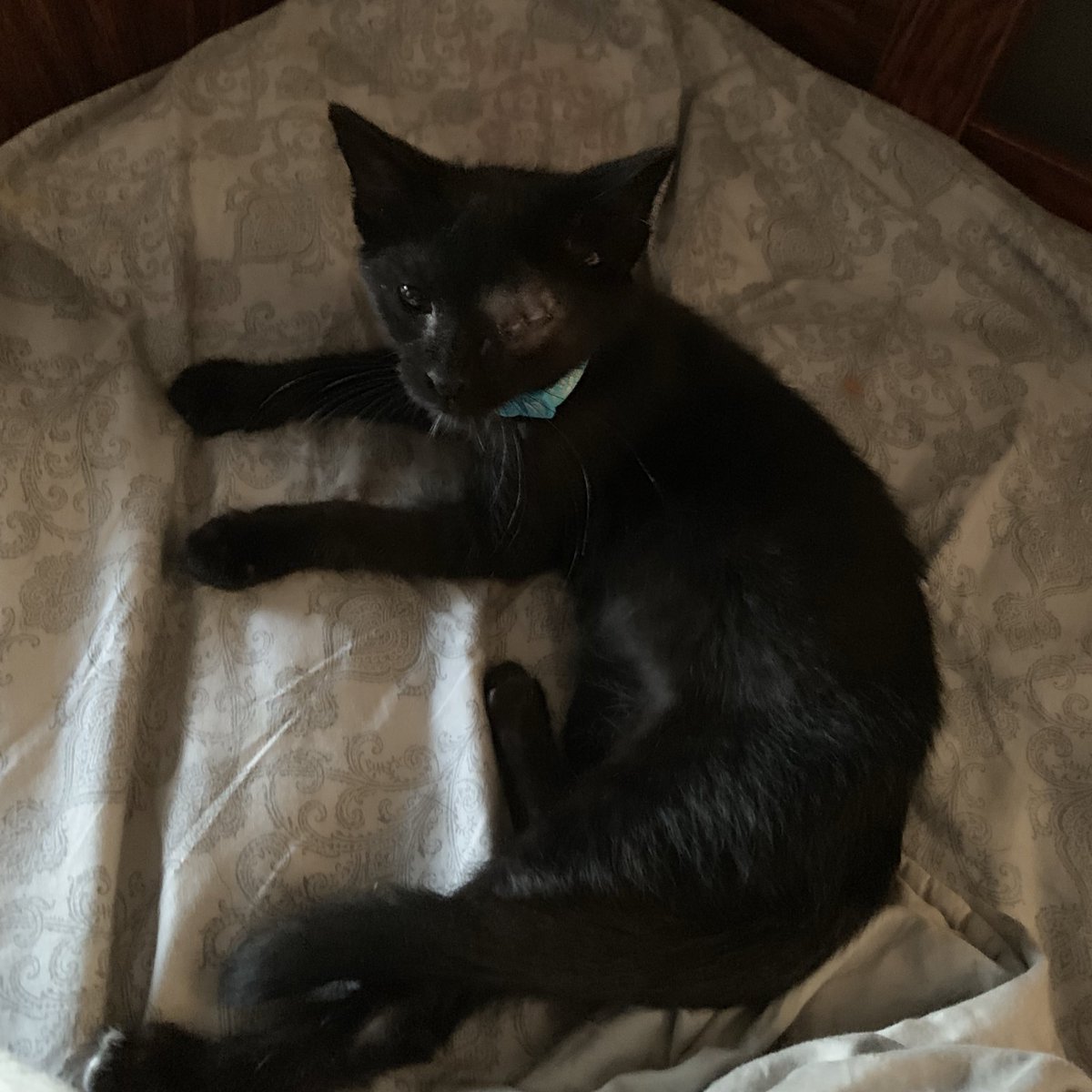 nolefteye's tweet photo. ha.llo thes is, my twitre ande my .mombe calles me “Salem “ I do NOTE pose fore picktures https://t.co/02PChA1Hps