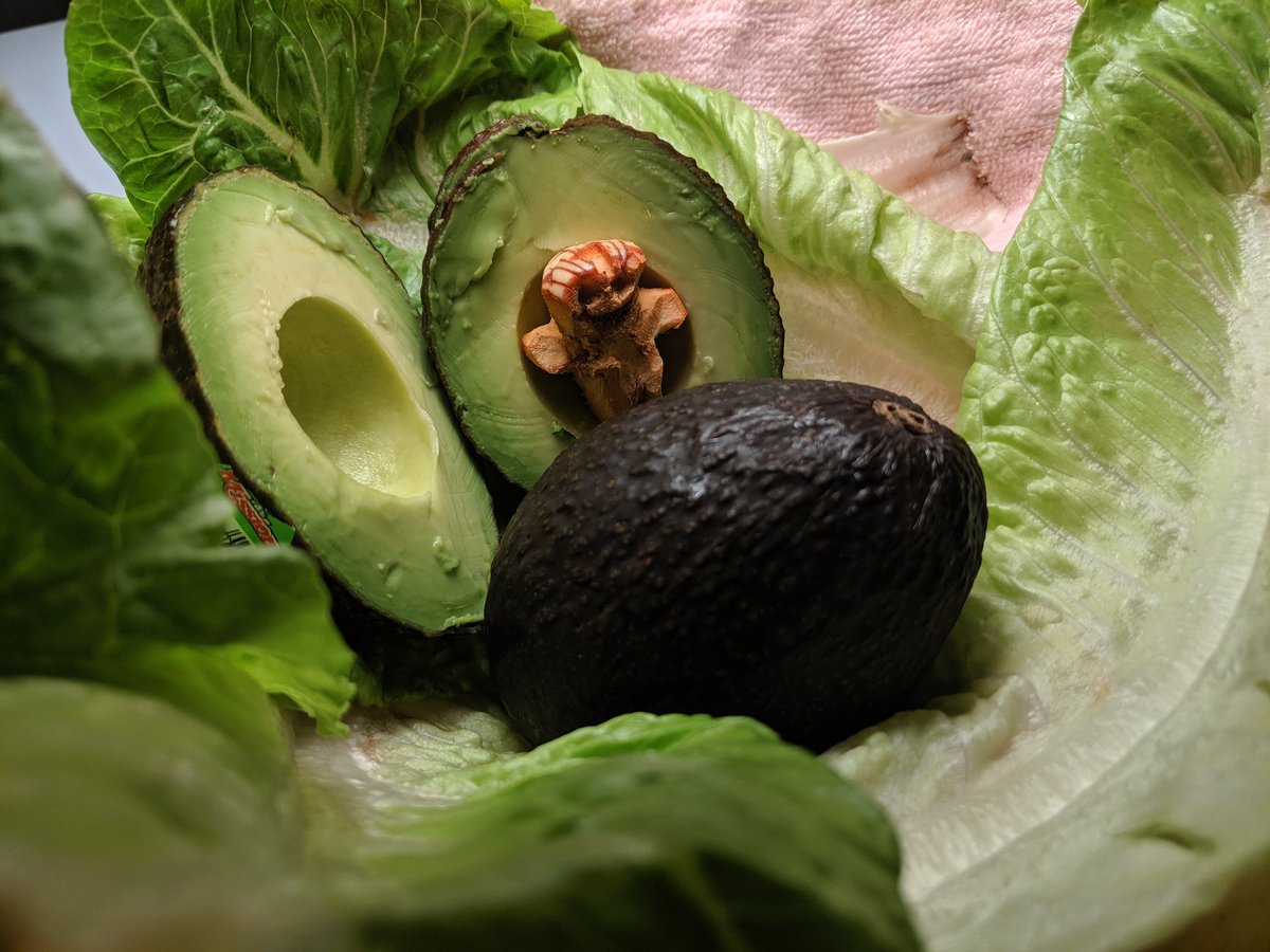 Dacia_in_VA's tweet photo. @GISH My avocado pEt, hatched in a soft bed of lettuce. Also source of first injury of the week. π #gish #item99 @yolon_gish2019 https://t.co/F6rV8Ific6