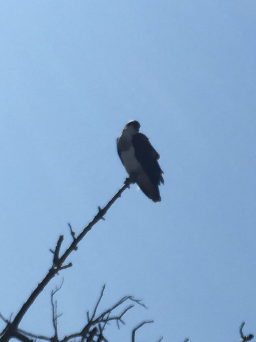 Beautiful day for a walk at Chambers Bay. The osprey we’re enjoying the sun.