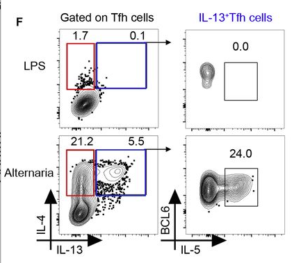 mmw_lmw's tweet photo. #FollicularHelper_Subsets | Regulating #HighAffinity_IgE_Responses | #AllergenSpecific #TFH13 | IL-13hi IL-4hi IL-5hi IL-21lo | BCL6 and GATA3 | Stephanie Eisenbarth @StephanieEisen @YaleBIO @sciencemagazine https://t.co/Na58vPmZYy https://t.co/f4iJNTBwhm