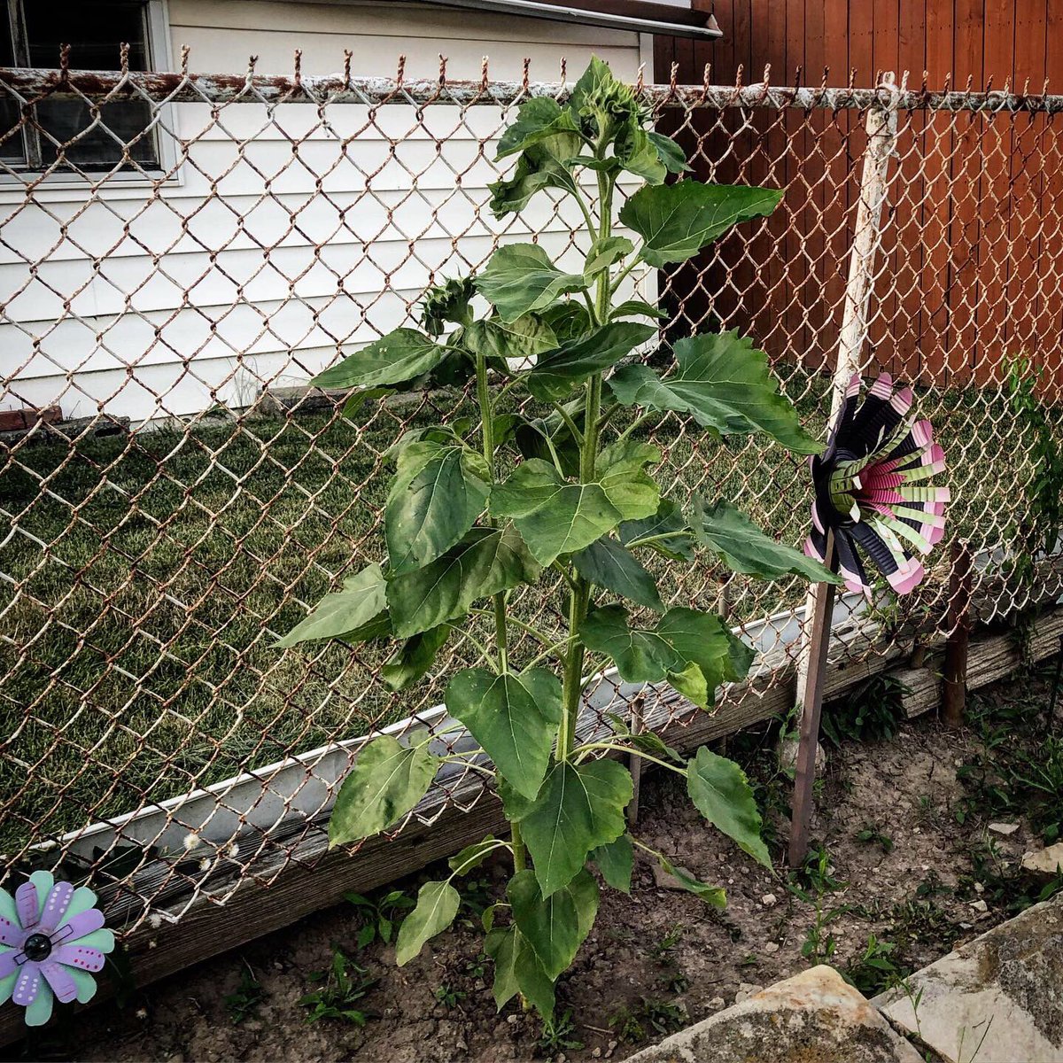 gamraes's tweet photo. Almost as tall as me, they grow up so fast! My first #sunflowers! #mycrop #garden https://t.co/WRsIq5MqPe