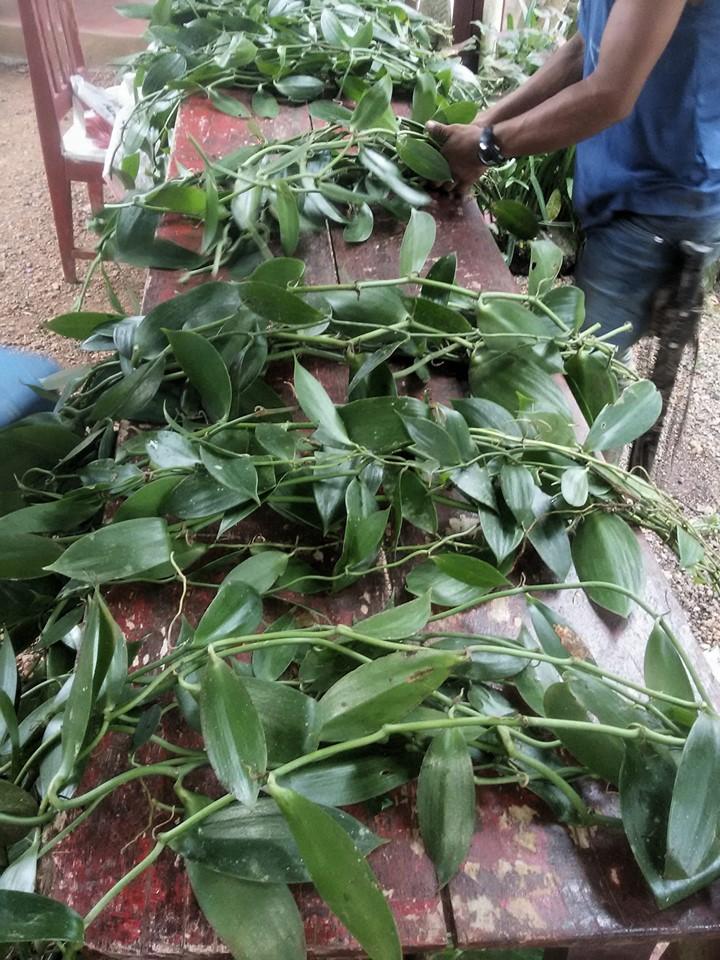 Montecristo1221's tweet photo. Esquejes de vainilla Planifora Montecristo,  Rio San Juan.  Te invitamos a cultivar vainilla en Nicaragua. https://t.co/79pOD5LyAE
