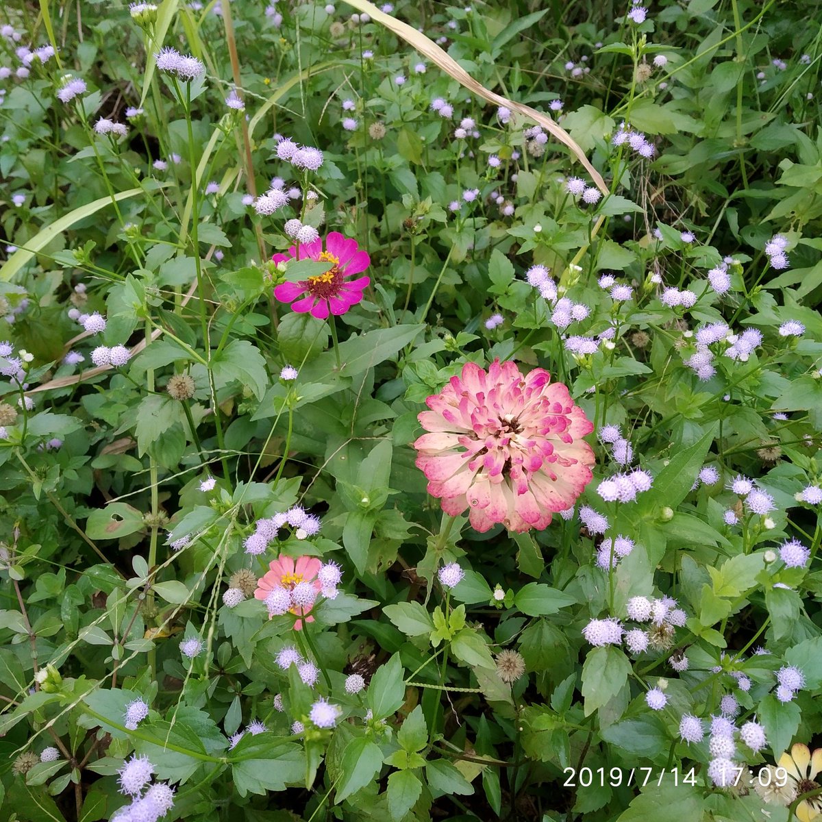 Jangan dikira dalam semak belukar itu sebagai kejelekan...
Didalam nya selalu ada keindahan...
Jangan selalu memandang orang dalam keburukan nya, pasti akan selalu ada kebaikan dihati nya...