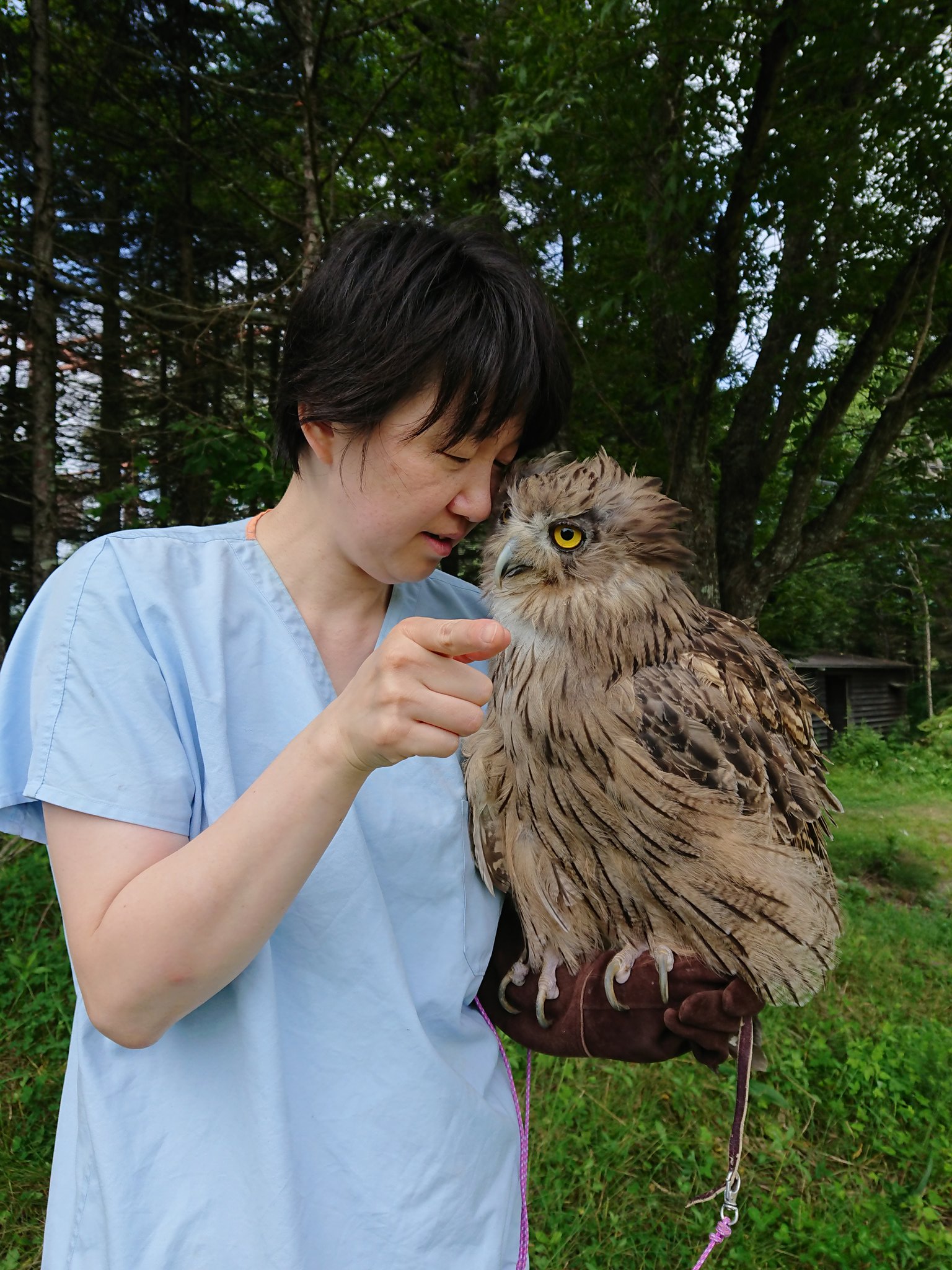 猛禽類医学研究所 齊藤慶輔 على X: 