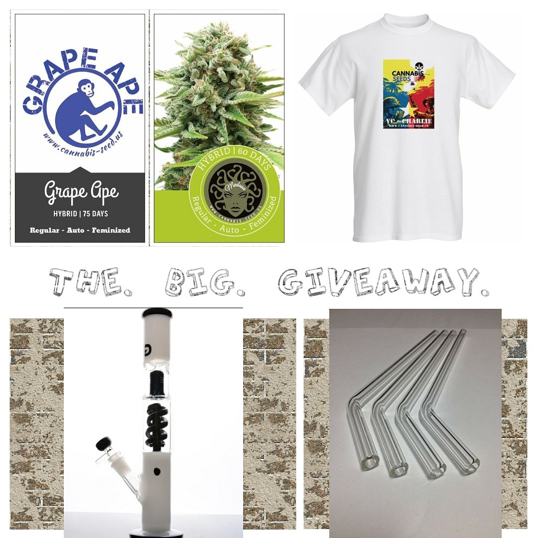 usa_seeds's tweet photo. Cannabis Seeds USA is having a giveaway with great prizes, seeds, and gear.

The Big 1K Giveaway!

- SEEDS (10 WINNERS)
- T-SHIRT (5 WINNERS)
- DAB STRAW (5 WINNERS)
- BONG (1 WINNER)

Share, like, and comment a number between 1 and 1,000. 

https://t.co/WU1FNzRn8q https://t.co/auorzvzbPJ