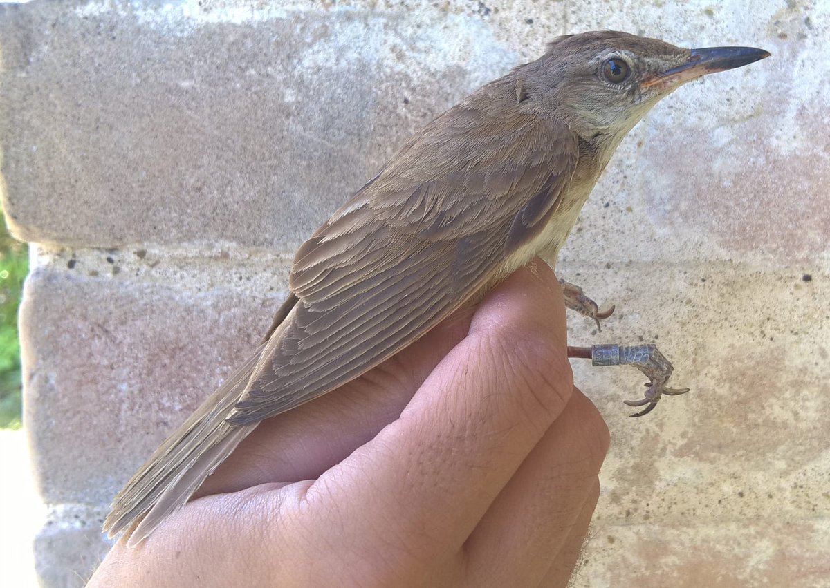 Oasilavalle's tweet photo. #MonITRing a #oasilavalle Cannareccione (Acrocephalus arundinaceus) nidificante nei canneti del #Trasimeno e svernante nell'Africa sub-Sahariana. #migrazioni #osservatorio #inanellamento #Wildlife #parco #parcodeltrasimeno #parchiattivi https://t.co/YMVoja78qc