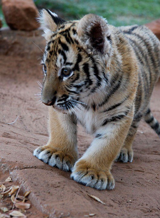 CBTHunting's tweet photo. EXPOSED - We reveal today how tame TIGERS are bred in CAPTIVITY just to be SHOT FOR FUN in ENCLOSURES:

https://t.co/ukJdPwkLoY

Please sign/share PETITION: https://t.co/3vv6CFwFt5

Support our work to EXPOSE &amp; END trophy hunting TODAY: https://t.co/V9rXCswRnc
 
#BanTrophyHunting https://t.co/1V82tiGilj