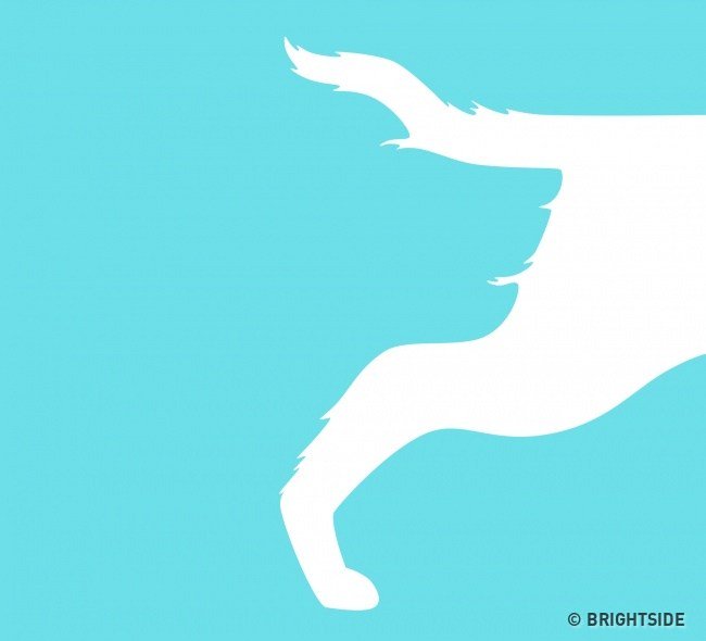 รีทวิตแล้วเมนชั่น " เห็นอะไรใน 4 ภาพนี้ "
1. นก , สิงโต
2. เป็ด , กระต่าย
3. จระเข้ 2 ตัว , นก
4. จมูกสุนัข , หาง 

* เดี๋ยวมาเฉลยให้ใต้เมนชั่น*