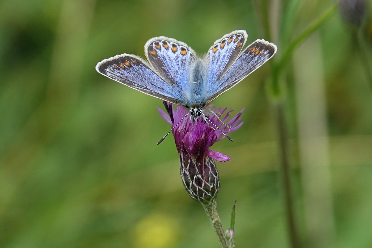 Butterfly_pics's tweet photo. Good to hear the #commonblue #butterfly is having a good year @BBCBreakfast @BBCSpringwatch @BBCNews Here's a nice female we spotted in #Worcestershire over the weekend https://t.co/XlOKxDA4cO