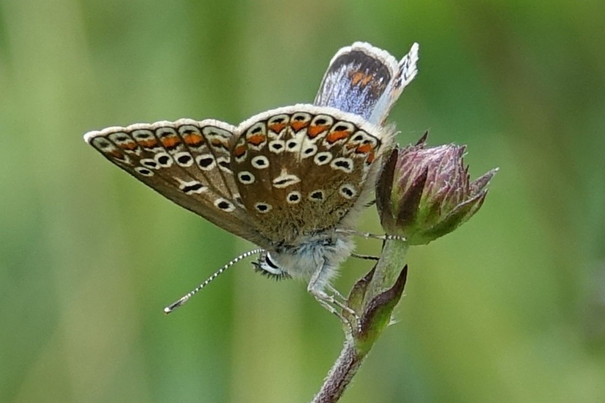 Butterfly_pics's tweet photo. Good to hear the #commonblue #butterfly is having a good year @BBCBreakfast @BBCSpringwatch @BBCNews Here's a nice female we spotted in #Worcestershire over the weekend https://t.co/XlOKxDA4cO