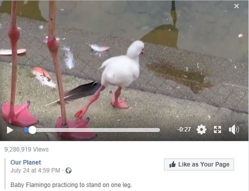 BridgehamClinic's tweet photo. #MondayMotivation! We think this little chap could definitely benefit from doing some #Pilates π (Full fabulous video over on our FB page!)
#Buffbones would be perfect for him, lots of work on balance & fall prevention π
βοΈ 01293 542 245 from 8am Mon-Sat #Crawley #Sussex https://t.co/dse2m3uFoS