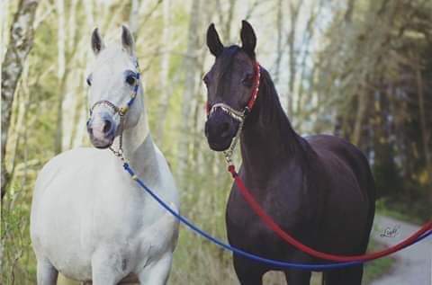 لربمآ الذي تبحث عنهُ يبحث عنكَ بطريقةٍ مآ ،،💙️👌