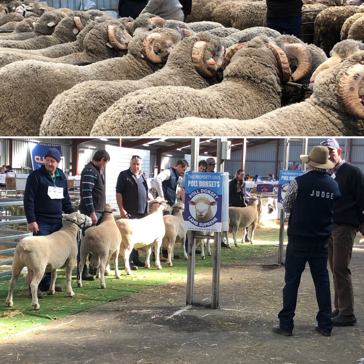 Week 2 of my first clinical dietetics placement involved a morning at Sheepvention 2019!  Sheep are actually a lot bigger than I thought!? Love my degree ❤️
#swindietetics #wdhs #sheepvention2019 #ruralhealth