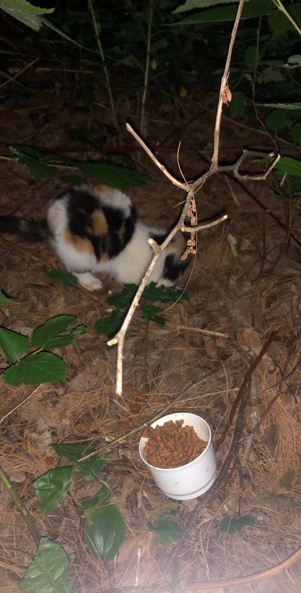 aneisachassity's tweet photo. I found a stray kitten..... https://t.co/qOoVurYPE9
