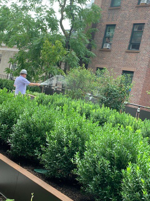 Trying to keep plants on the new terrace ⁦<a href="/FriendsSeminary/">Friends Seminary</a>⁩ alive during last week’s heat wave!