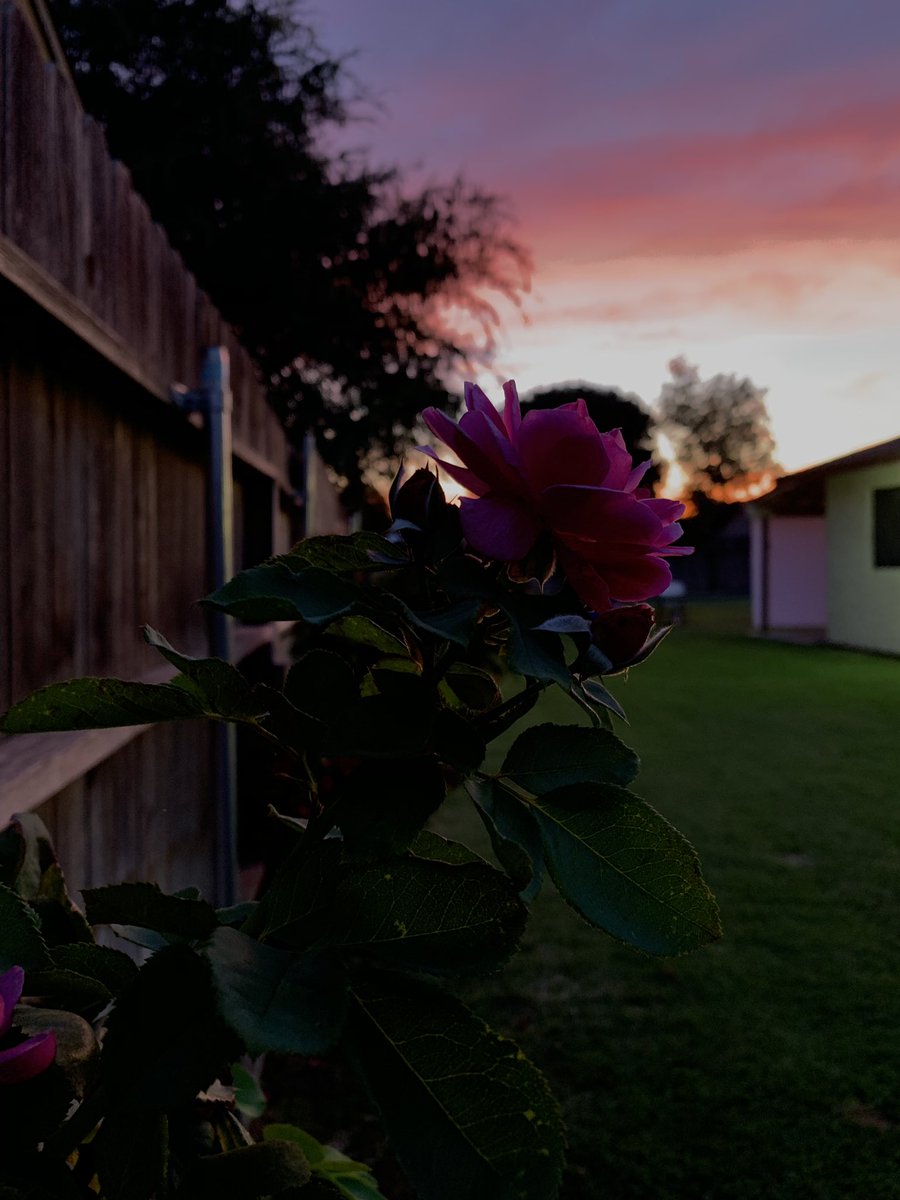 jennifer_xio's tweet photo. What I captured. No edit. 🥺💓 #sunsets #beautiful #bemyflower https://t.co/5AJ6T2umq1