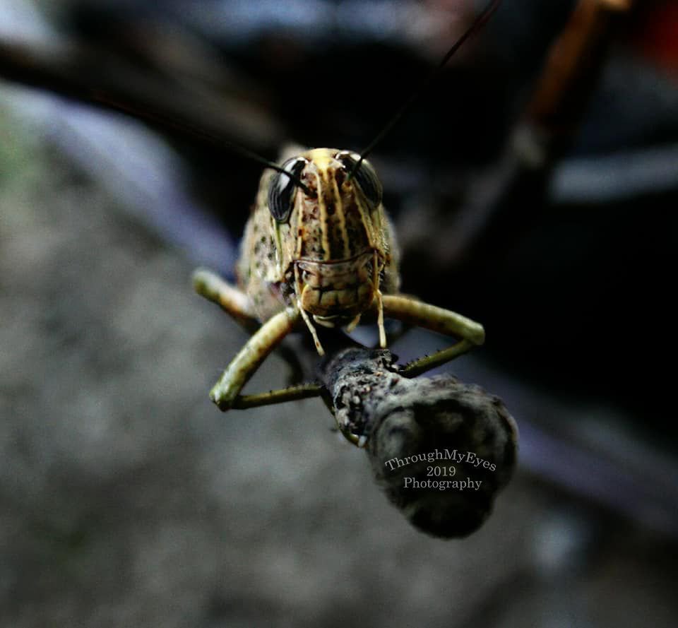 laif_thrumyeyes's tweet photo. Grasshopper!! #grasshopper #nature #insects #insect #macro #macrophotography #naturephotography #photooftheday #animals #bug #summer #earth #instagood #naturelover #photography #beautiful #pnginsects #macro_ #lovenature #insectlovers #instaphotography #png #grasshoppers #hoppers https://t.co/F07rMmeceL