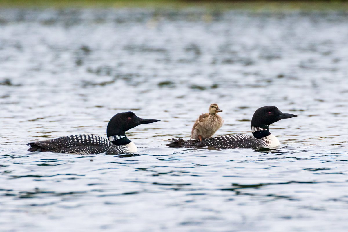 BoydHuppert's tweet photo. Loons &amp; ducks aren't supposed to get along. But apparently no one told this loon pair that's adopted a duckling that got separated from its mom. They've already taught the baby duck to eat fish and dive like a loon: https://t.co/l9vz719bCR #land10kstories https://t.co/5DveoTTQkM
