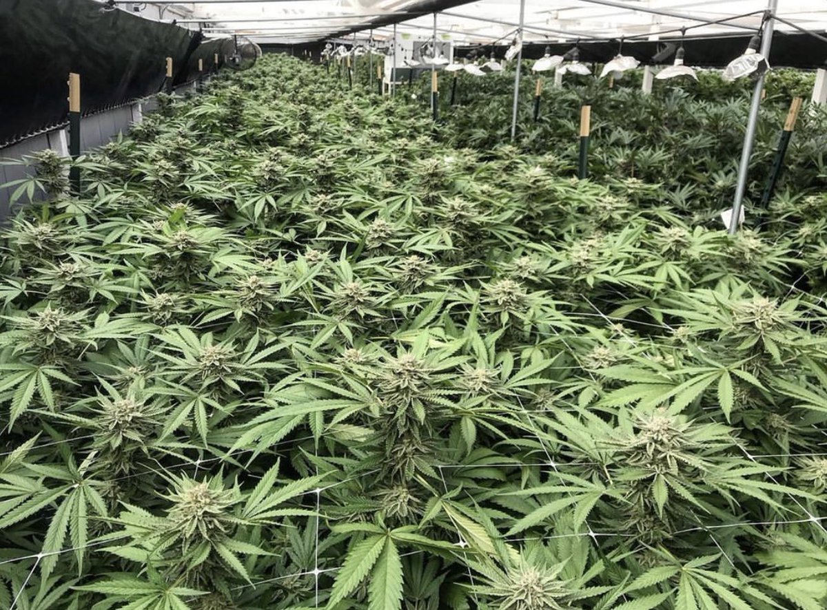 NewLeafFarms's tweet photo. Hope everyone had a great weekend! ☀️ This #lemonsnowmac is finishing strong 💪. The #limonene #terpene content is through the roof on this beautiful flower.  Bred by @litfarms. Selected by @newleaffarms. #canopygrowth #freshflowers #newleaffamilyfarms #smokenewleaffarms https://t.co/171cjVB4cZ